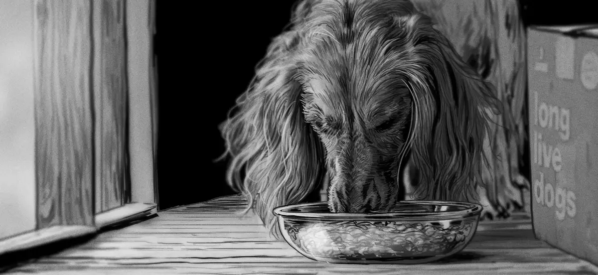 THE FARMER'S DOG — image 7